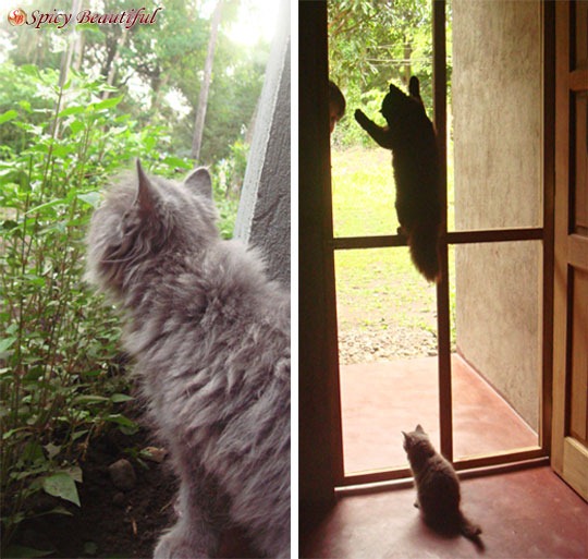 On the Left: Zavi sniffing plants | On the Right: Laguum testing her climbing skills while Skorpi watches