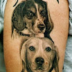 Beagle Duo