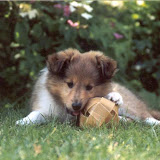 Fabi som nuttet hundevalp