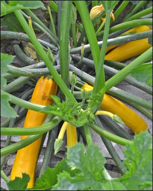 yellow squash