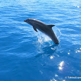 WayaDolphin WayaDolphin