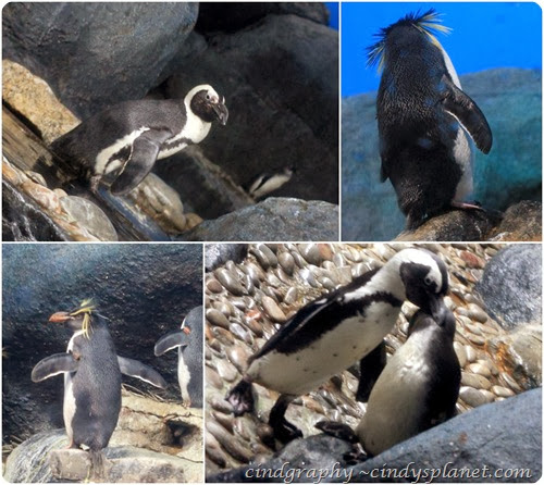 Penguins Penguins