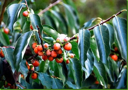 Diospyros glaucifolia Diospyros glaucifolia