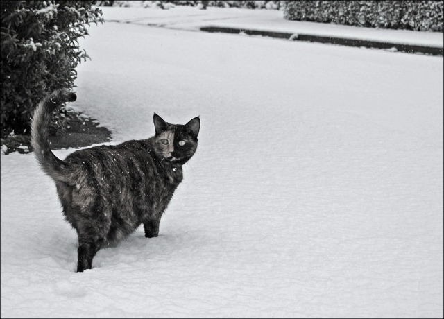 [cats-play-snow-2%255B2%255D.jpg]