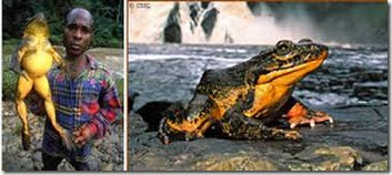 images images