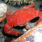 Reef crab