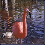 flamingo150