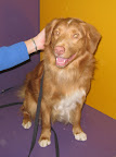 This Nova Scotia Duck Tolling Retriever has the prettiest eyes!