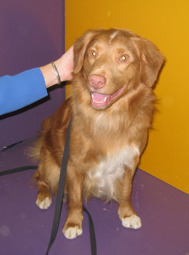 This Nova Scotia Duck Tolling Retriever has the prettiest eyes!