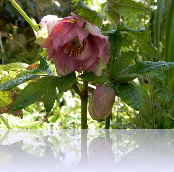 DSCN1618 DSCN1618