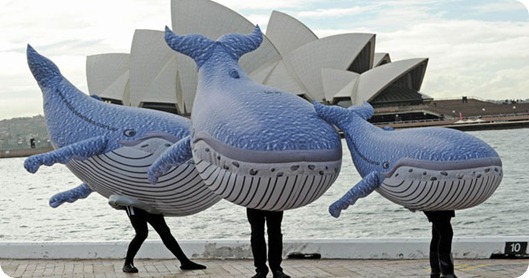 ballenas australia