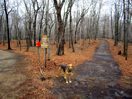 Start of trailhead. Trails free of leaves from late fall mowing.