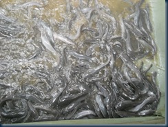 Ikan keli - http://kelisabah.blogspot.com Ikan keli - http://kelisabah.blogspot.com
