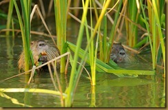 - NUTRIA_ROT3426 March 11, 2012 NIKON D3S