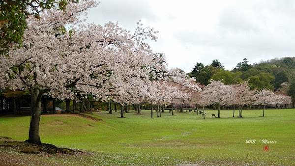 奈良 春日大社&奈良公園(なら)