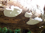 california_sequoia