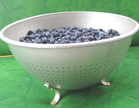 [Blueberries2fromdads8.2.113.jpg]