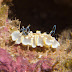P8255897