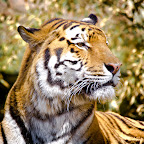 Tiger again Tiger again