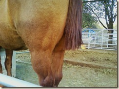Drifter's tail & Prizie's ouchie 001 Drifter's tail & Prizie's ouchie 001