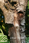 A branch in our old backyard