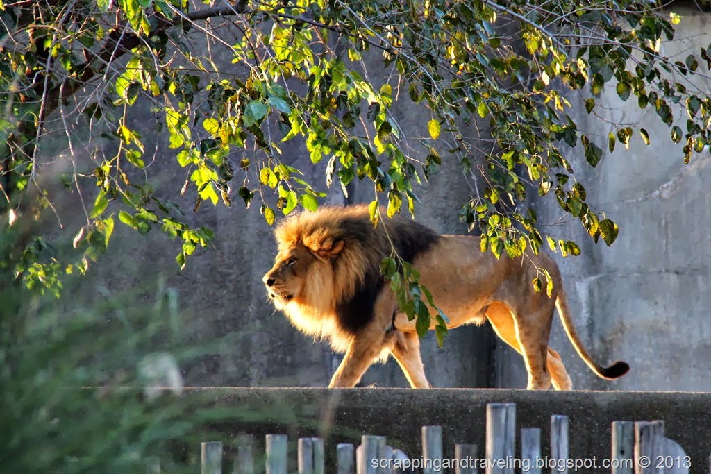 [Halloween%2520Zoo%25207%255B9%255D.jpg]