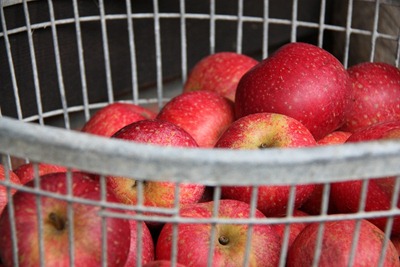 sterappels