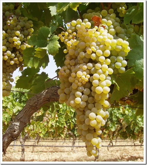 pedro-ximenez-uva-blogpeninsuavinhos pedro-ximenez-uva-blogpeninsuavinhos
