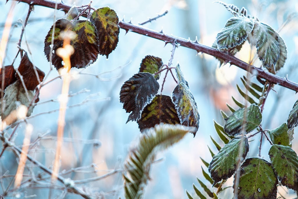 [IMG_3078%255B7%255D.jpg]