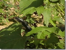 IMGA0093 IMGA0093
