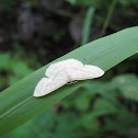 Moth
