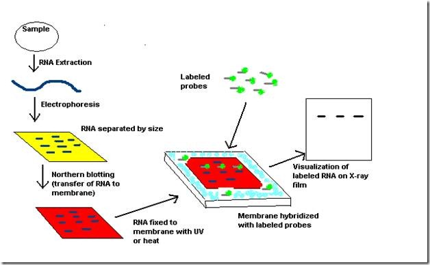 Northern Blotting Procedure Northern Blotting Procedure