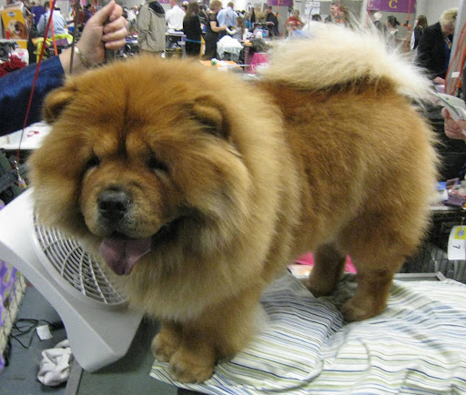 Chow Chow