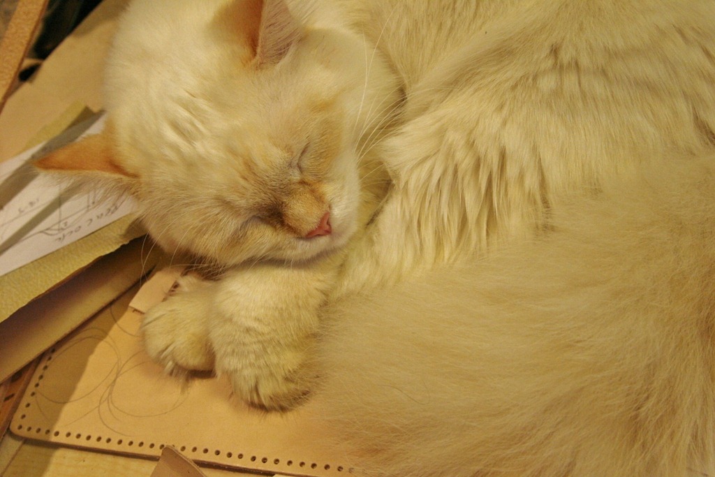 [IMG_4721%2520%25281500x1000%2529%255B4%255D.jpg]