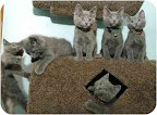 Kittens from Chicago Kittens from Chicago