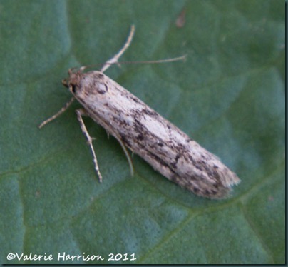Blastobasis adustella Blastobasis adustella