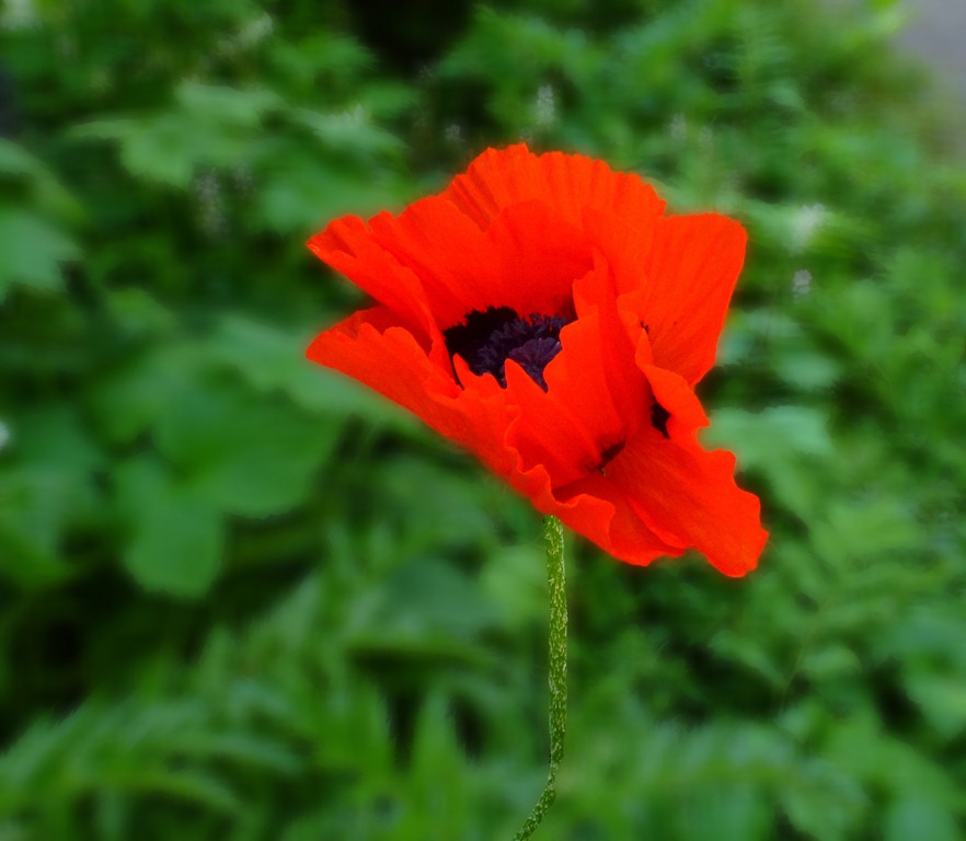 [poppy3%2520copy%255B4%255D.jpg]