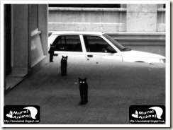 papa_ama_gatos (27) papa_ama_gatos (27)