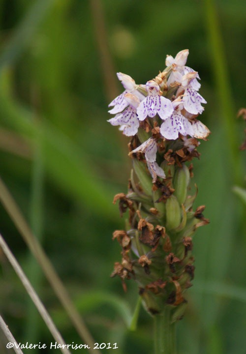 [40-Heath%2520Spotted-orchid%2520Dactylorhiza%2520maculata%255B2%255D.jpg]