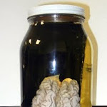 human_brain_specimen.JPG