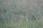 First view of the lioness with cubs!