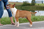 Merlin Pajar Plzensky Bull