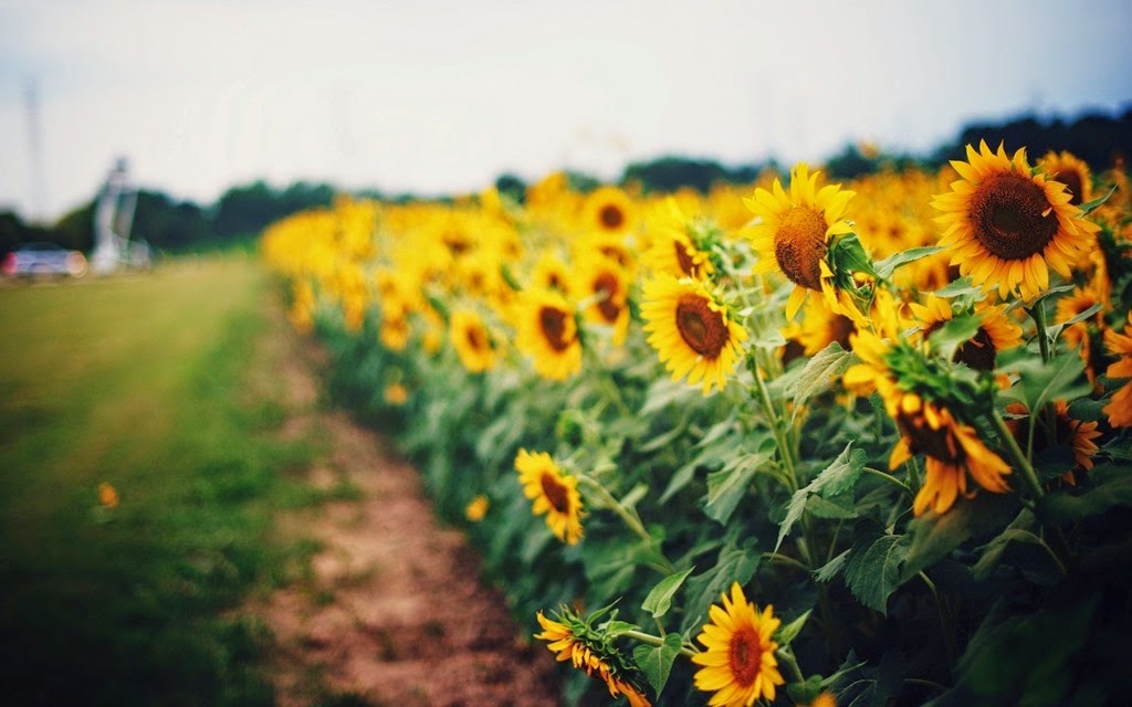 [sunflowers-yellow-field-nature-hd-wallpaper%255B5%255D.jpg]