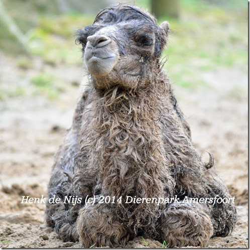 Henk de Nijs (c) 2014 Dierenpark Amersfoort