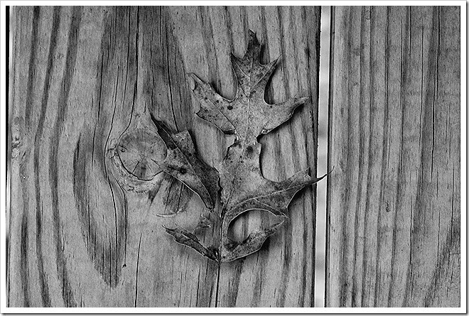 leaves-public-domain-pictures-1 (12) leaves-public-domain-pictures-1 (12)