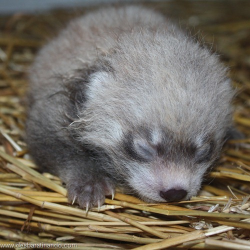 filhotes recem nascidos zoo zoologico desbaratinando animais lindos fofos  (40)