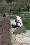 Lazy, arrogant animals!  They won't have a nice stone wall to perch on if they don't pitch in on the minor details of maintenance!