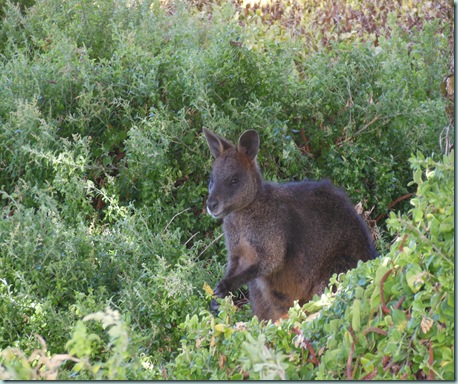 Port Fairy Black Kangaroo