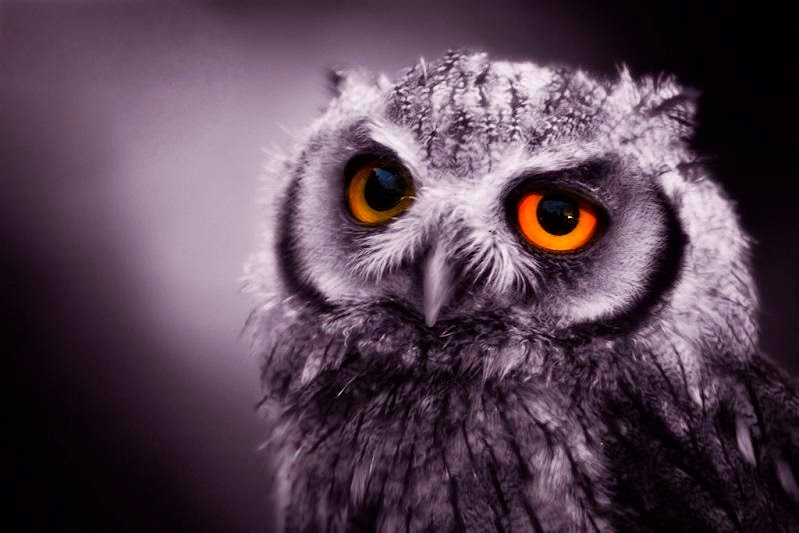 [expressive-owl2.jpg]