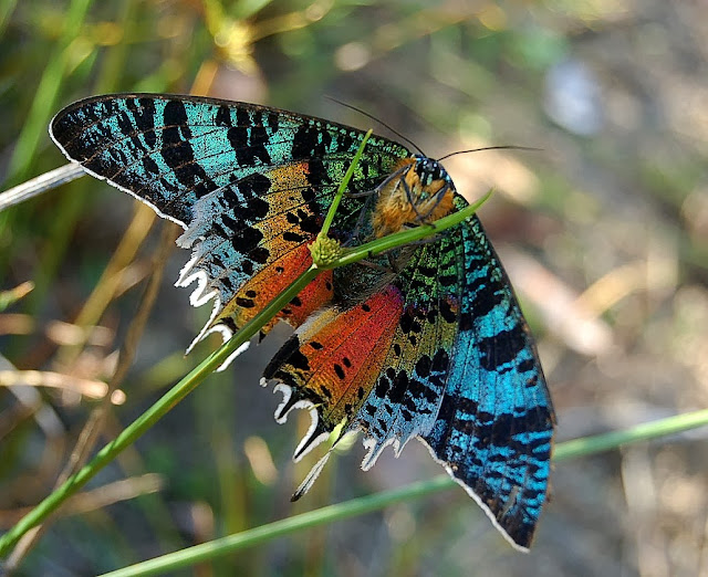 Uraniidae : Chrysiridia rhipheus (DRURY, 1773), endémique. Parc des orchidées d’Andasibe (Madagascar), 28 décembre 2013. Photo : T. Laugier